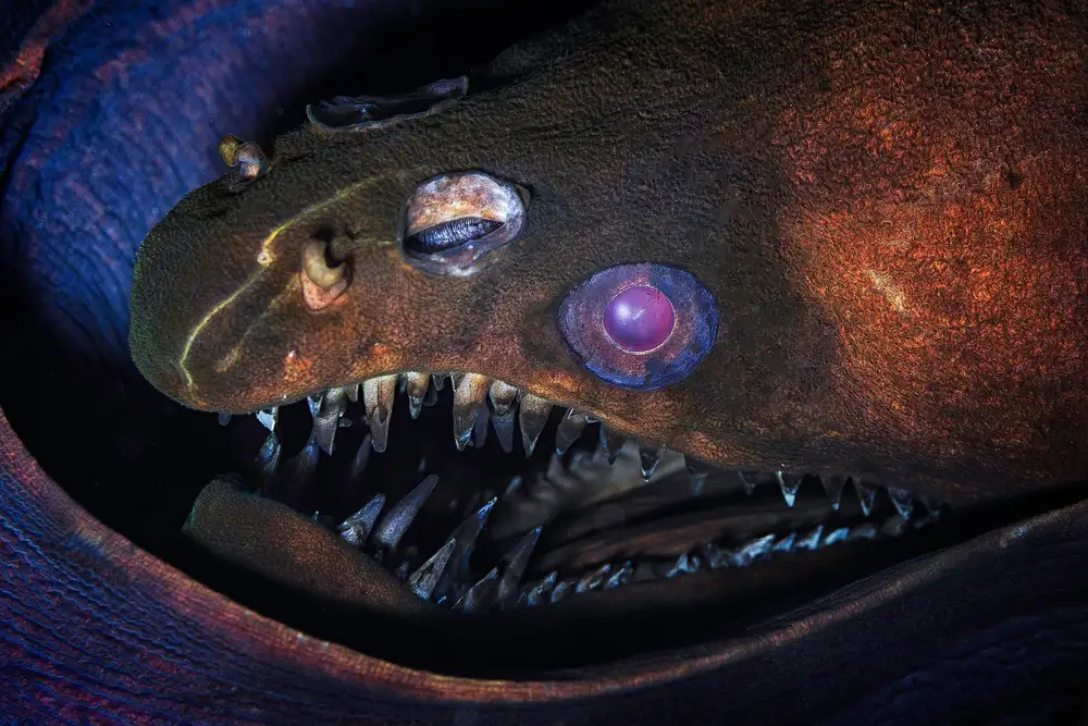 Gabriel, Barathieu: Moray della vipera