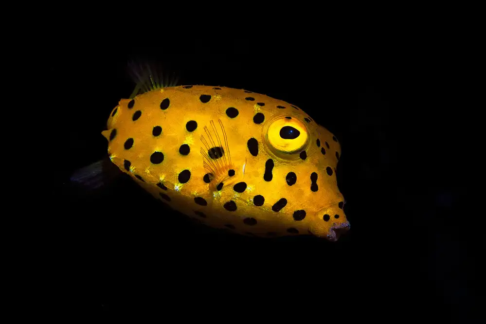 Gabriel, Barathieu: Boxfish žlutý