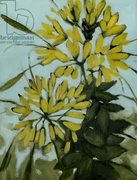 Moore, Mega: Yellow Cleome