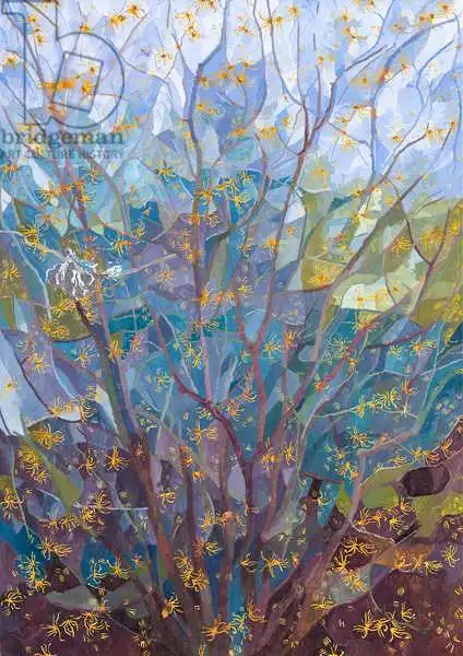 Glover, Leig: Witch Hazel in Flower