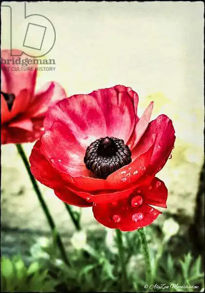 Moonshadow, AlyZe: Red Anemone