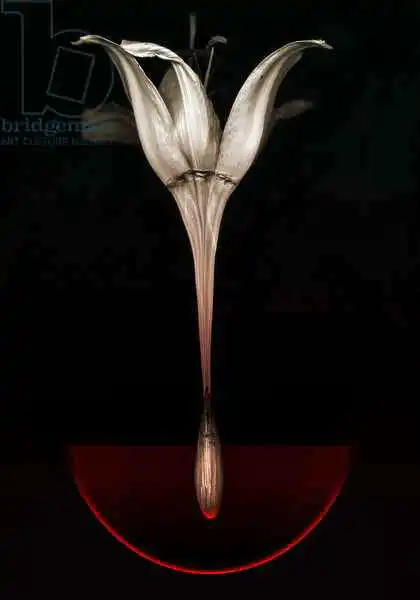 Lilja, Joha: Bleeding lily