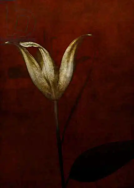 Lilja, Joha: Lily