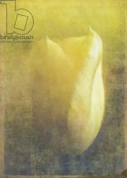 Lilja, Joha: Tulip