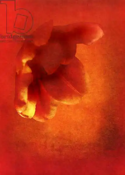 Lilja, Joha: Flower in red
