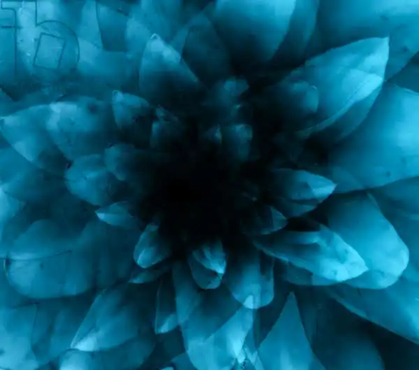 Lilja, Joha: Flower blue