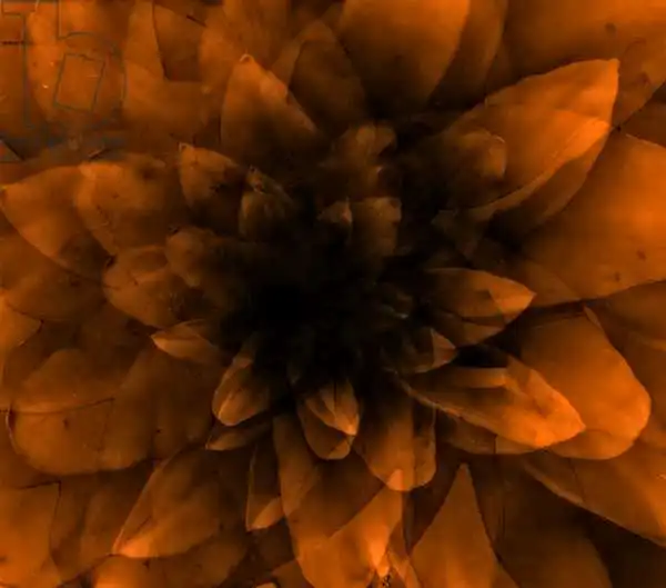 Lilja, Joha: Flower orange