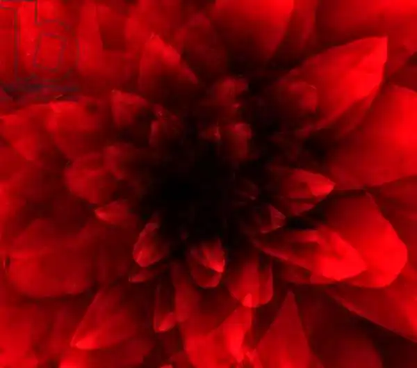 Lilja, Joha: Flower red shade
