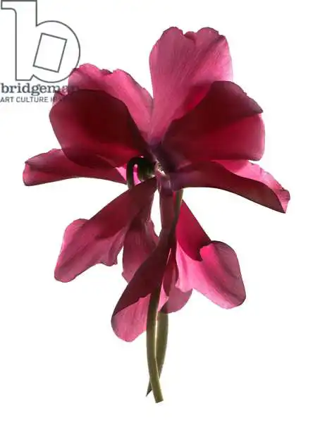 McLemore, Juli: Danse cyclamen