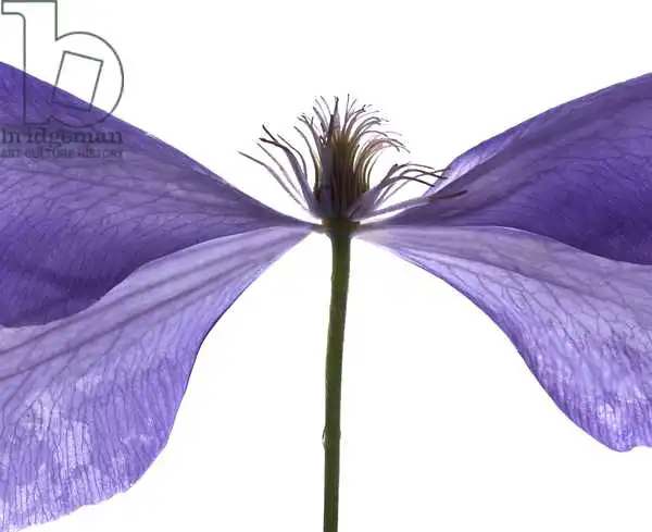 McLemore, Juli: Clematis flottait