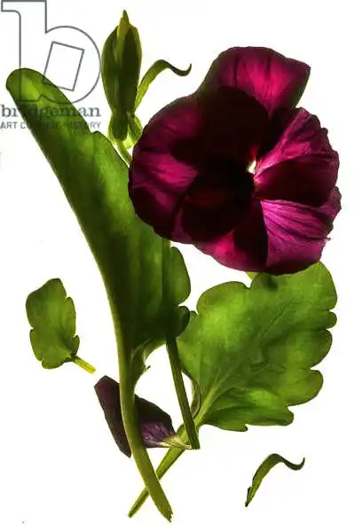 McLemore, Juli: Pansy violet