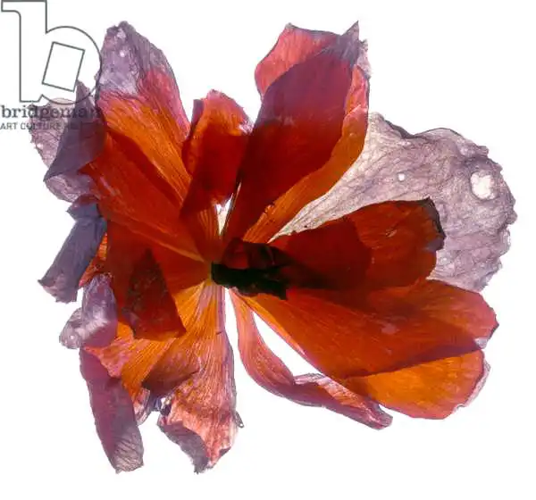 McLemore, Juli: Begonia Round