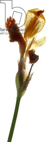 McLemore, Juli: Iris jaune
