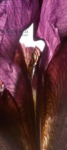 McLemore, Juli: Iris Sanctuaire violet