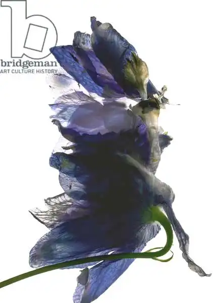 McLemore, Juli: Danse delphinium