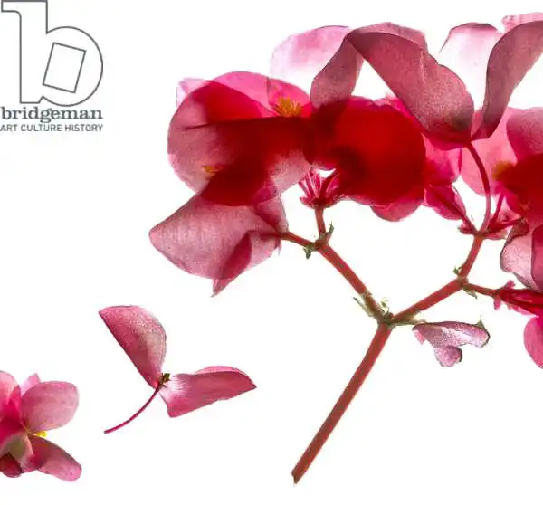 McLemore, Juli: Begonia Pink VII