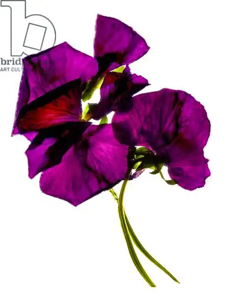McLemore, Juli: Pansies III