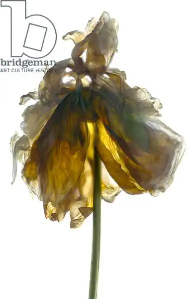 McLemore, Juli: Stand de pivoine blanc