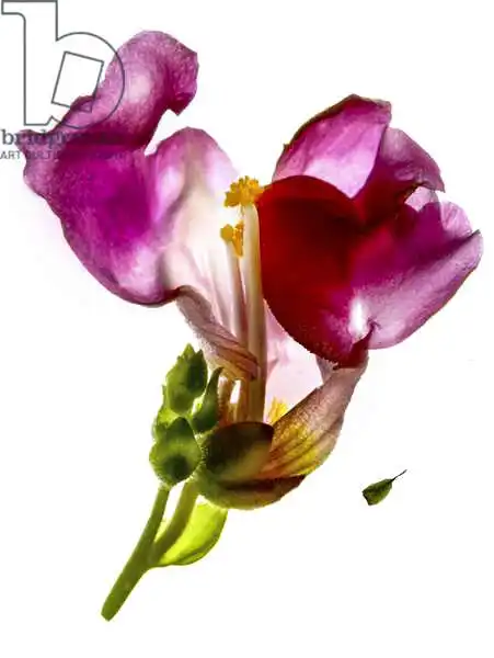 McLemore, Juli: Snapdragon rose