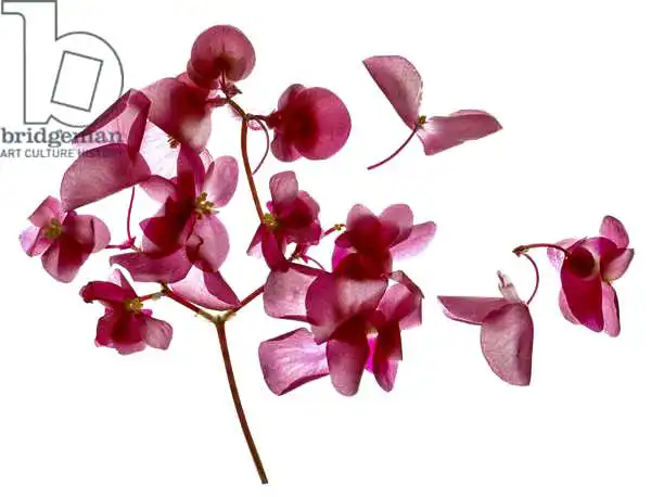 McLemore, Juli: Bégonia rose i
