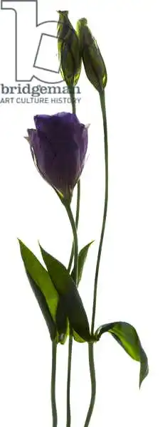 McLemore, Juli: Duo lisianthus