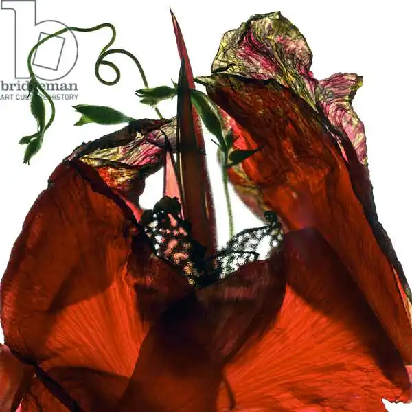 McLemore, Juli: Gloire du matin canna rouge
