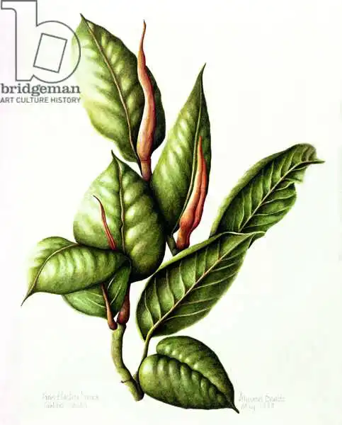 Barrett, Annabel: Rubber Plant