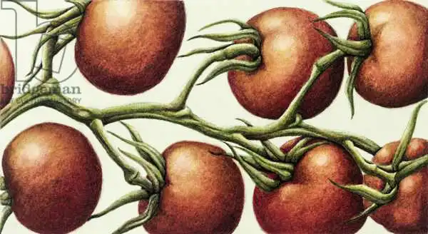 Barrett, Annabel: Tomato Vine