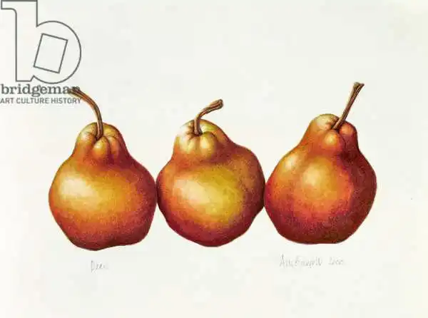 Barrett, Annabel: Pears