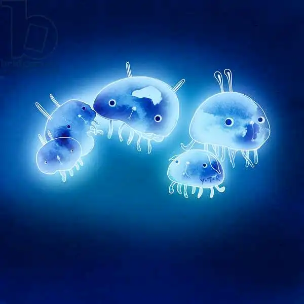 Zhao, Yoy: Jelly fish