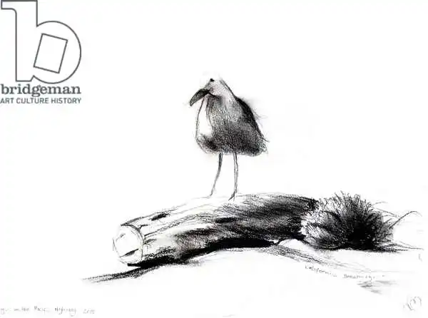 Moniz Charalambous, Nanc: California Seagull