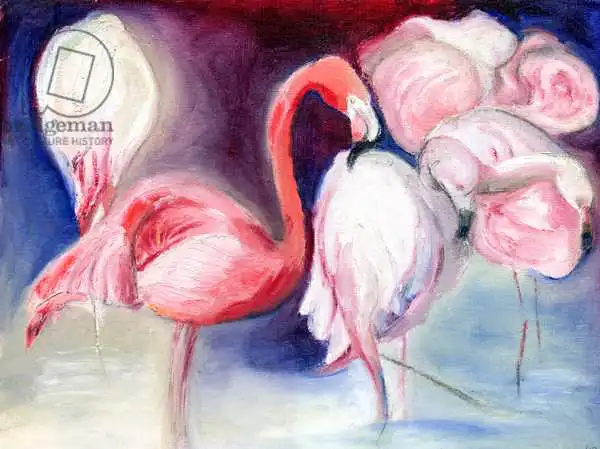 Moniz Charalambous, Nanc: Schön in pink