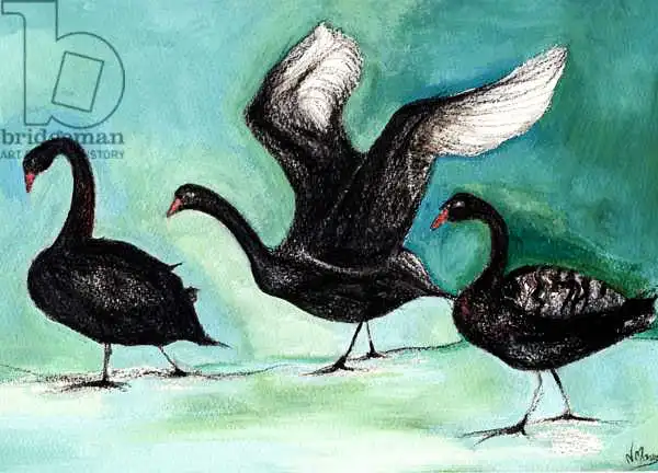 Moniz Charalambous, Nanc: A ballet of Black Swans