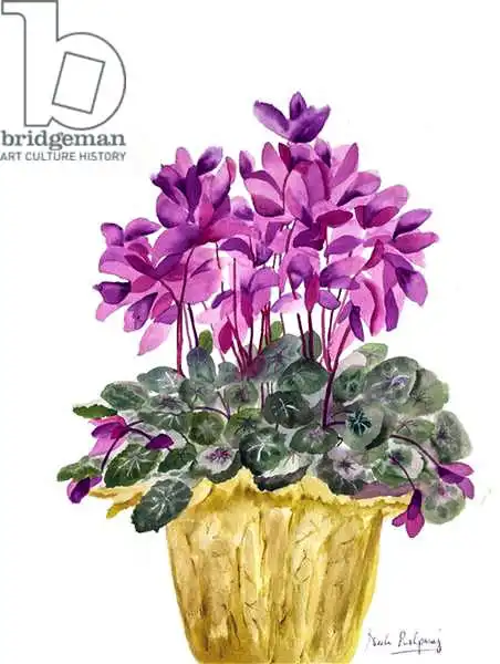 Pushparaj, Neel: Cyclamen