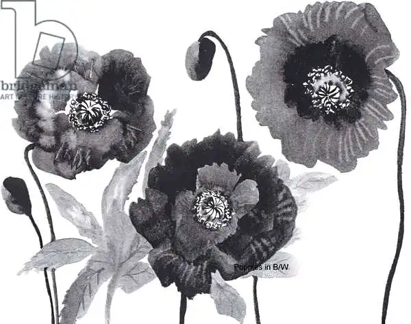 Pushparaj, Neel: Poppies in Black and white