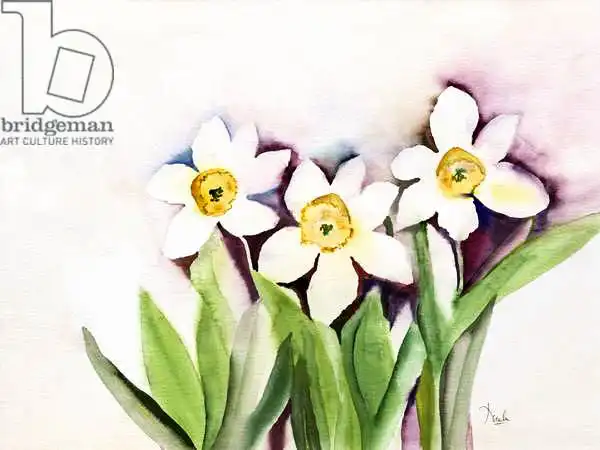 Pushparaj, Neel: Three Daffodils