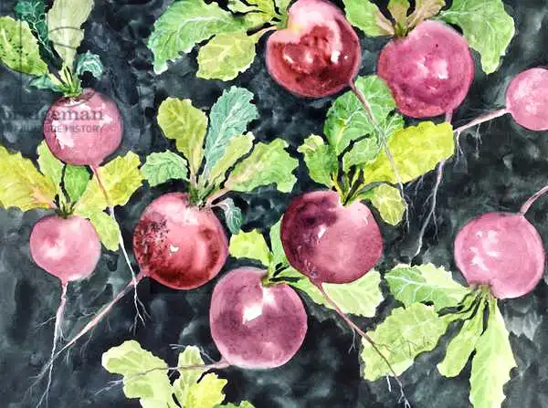 Pushparaj, Neel: Radishes