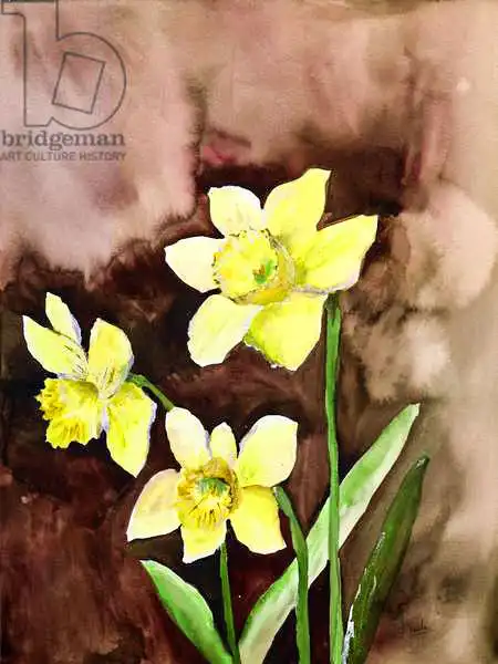 Pushparaj, Neel: Golden daffodils
