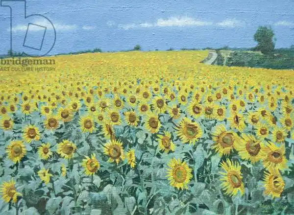 Byrne, Alan: Field of Sunflowers