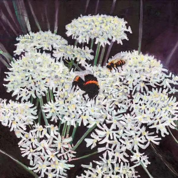 White, Hele: Inflorescence