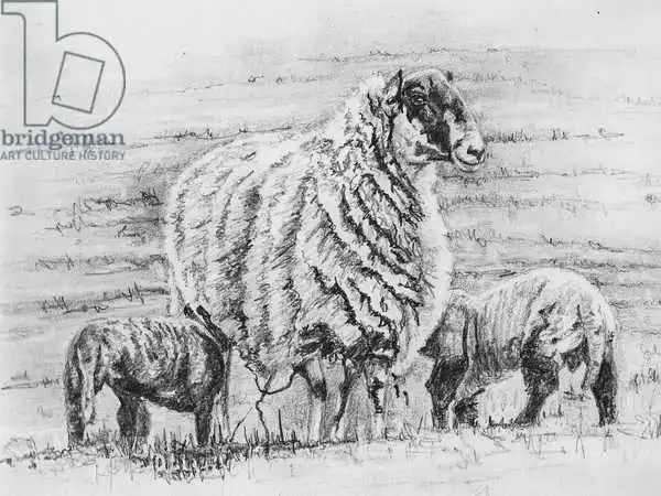 White, Hele: Proud ewe