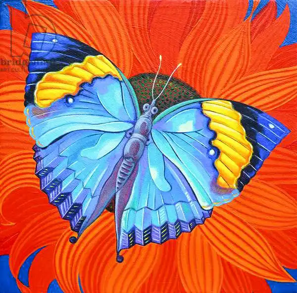 Tattersfield, Jan: Indian Leaf Butterfly
