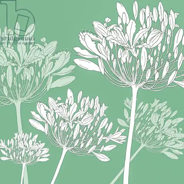 Hough, Sara: Agapanthus breeze