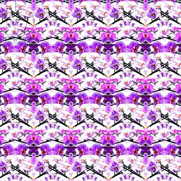 Parker, Roby: Répétition pour les orchidées violettes