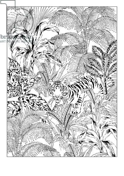 Colley, Jacquelin: Tigre blanco y negro