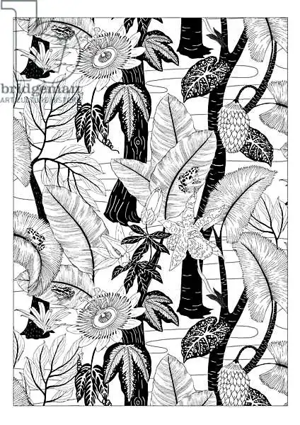 Colley, Jacquelin: Amazon Blanco y Negro