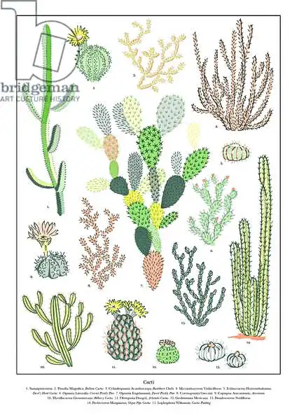 Colley, Jacquelin: Impresión de variedades de cactus