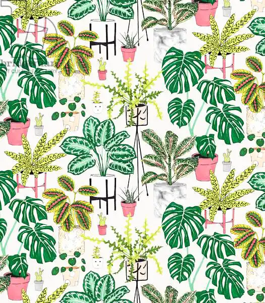 Colley, Jacquelin: Plantas de interior