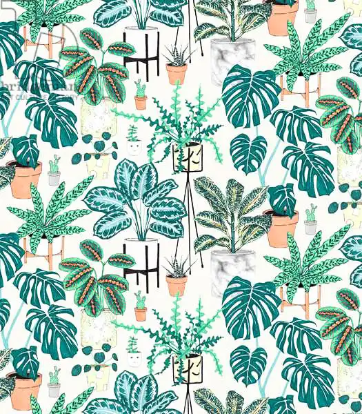 Colley, Jacquelin: Plantas de interior Teal