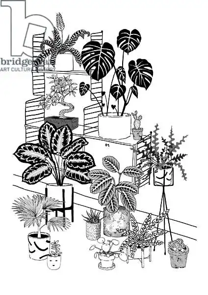 Colley, Jacquelin: Plantas de interior en blanco y negro